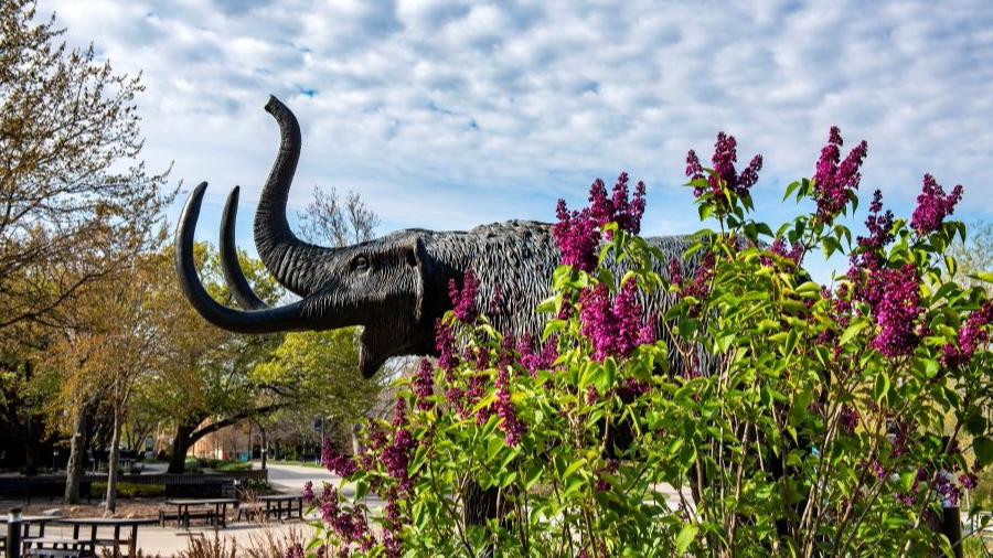 Mastodon statue with pink flowers in the foreground