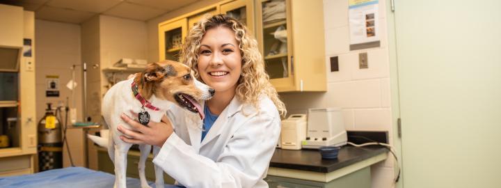 Vet examining a dog